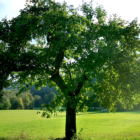 Baum im Sommer auf einer grünen Wiese in einer gesunden Umwelt